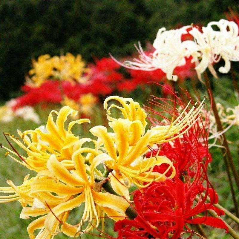 彼岸花种球又名曼陀罗花石蒜，颜色对版，带芽发货量大优惠