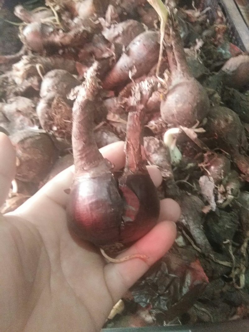 彼岸花种球又名曼陀罗花石蒜，颜色对版，带芽发货量大优惠