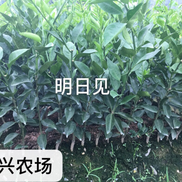 明日见柑橘苗明日见枝条象山正宗品质糖度最高20度+
