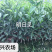 明日见柑橘苗明日见枝条象山正宗品质糖度最高20度+