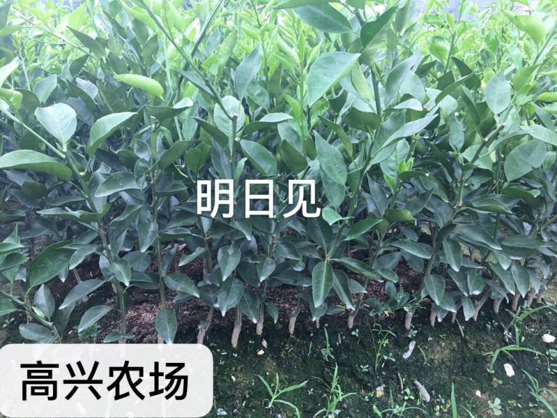明日见柑橘苗明日见枝条象山正宗品质糖度最高20度+