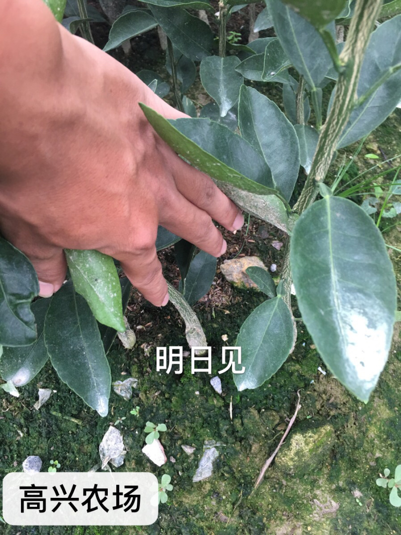 明日见柑橘苗明日见枝条象山正宗品质糖度最高20度+