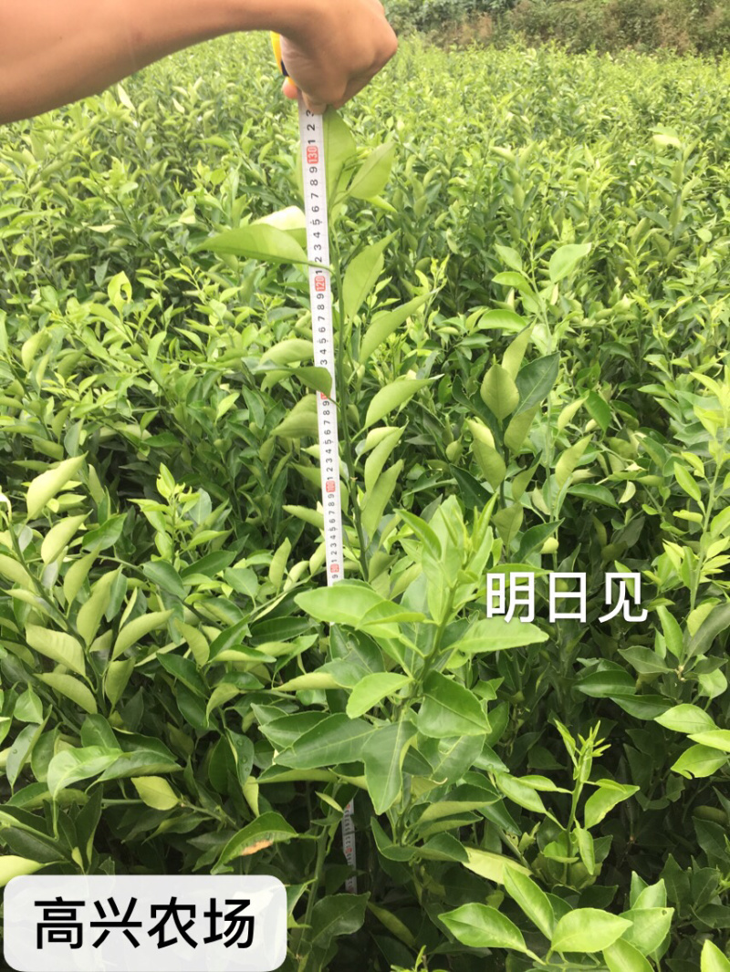明日见柑橘苗明日见枝条象山正宗品质糖度最高20度+