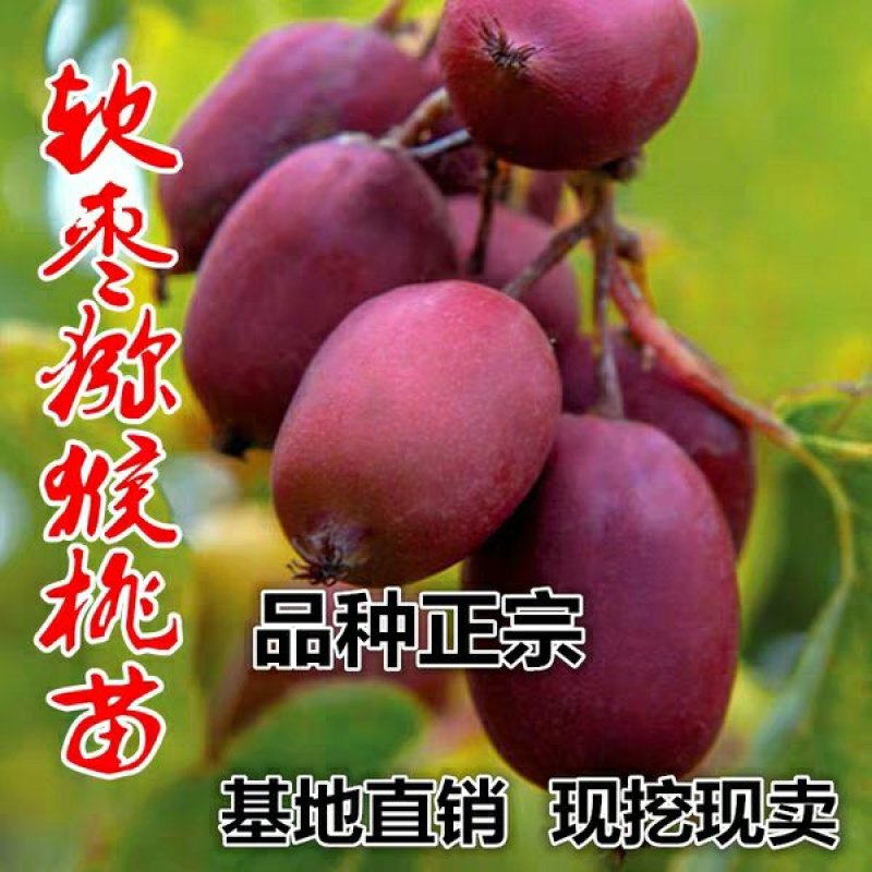 赤焰，红色九月，龙城2号，多个品种，甜度高，价格贵