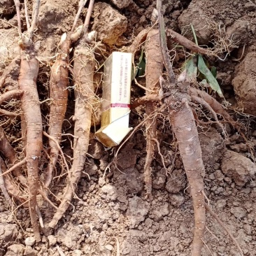 优质2年芍药苗，基地直供包成活技术指导量大从优