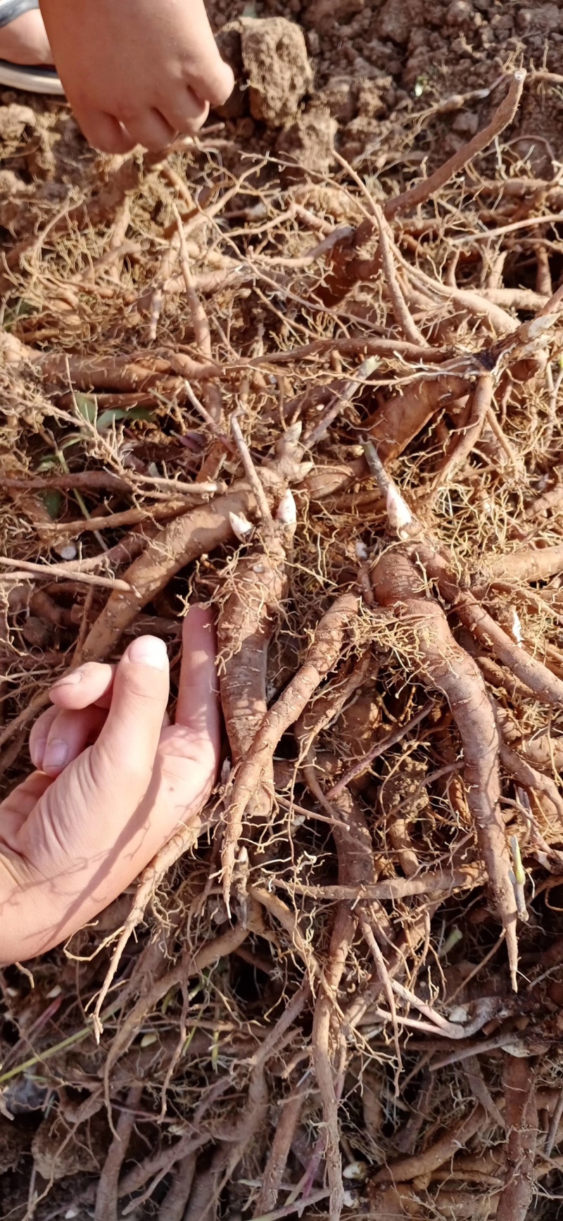 优质2年芍药苗，基地直供包成活技术指导量大从优