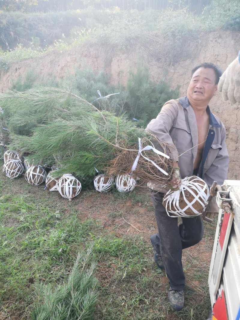 陕西省宝鸡市白皮松工程占地都有