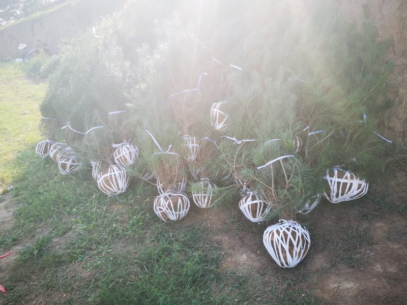 陕西省宝鸡市白皮松工程占地都有