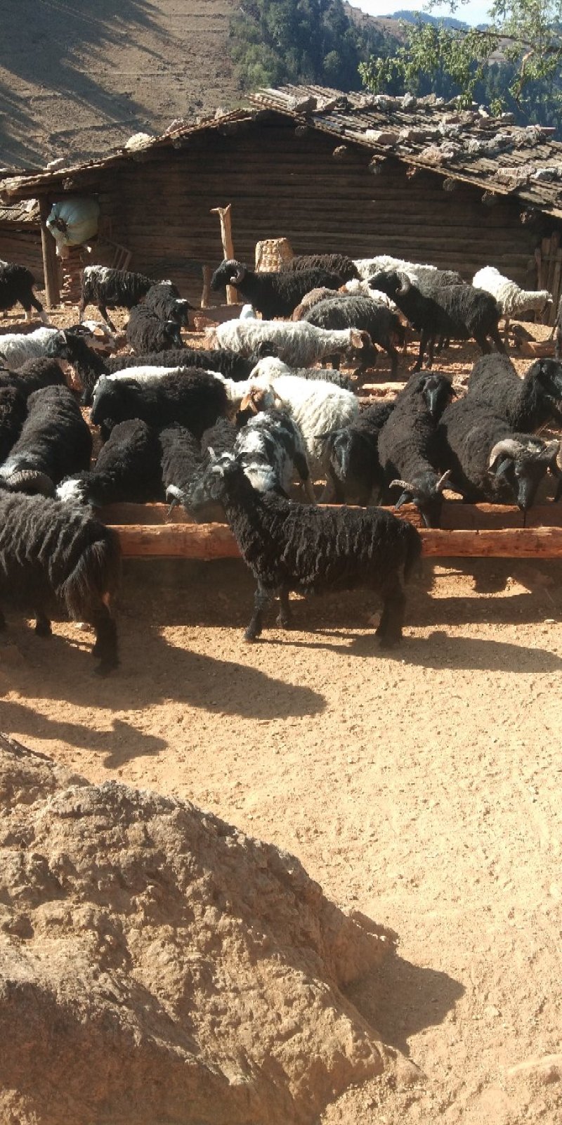 绵羊纯放养的肉质好