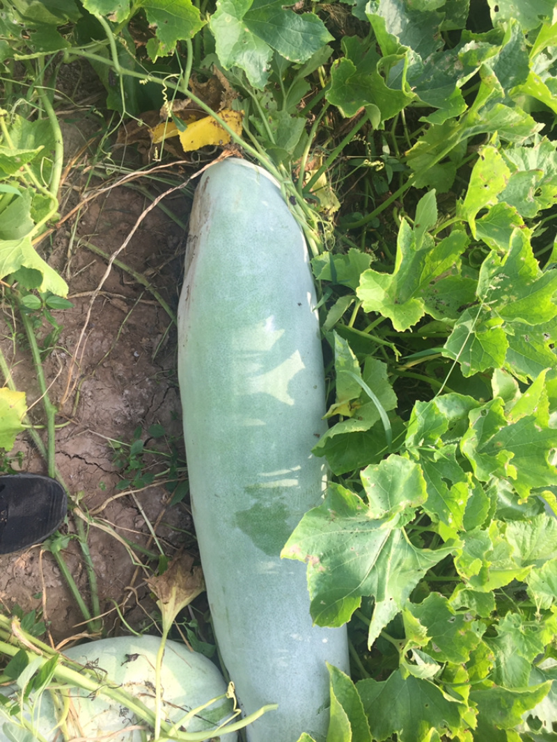 大粉皮冬瓜