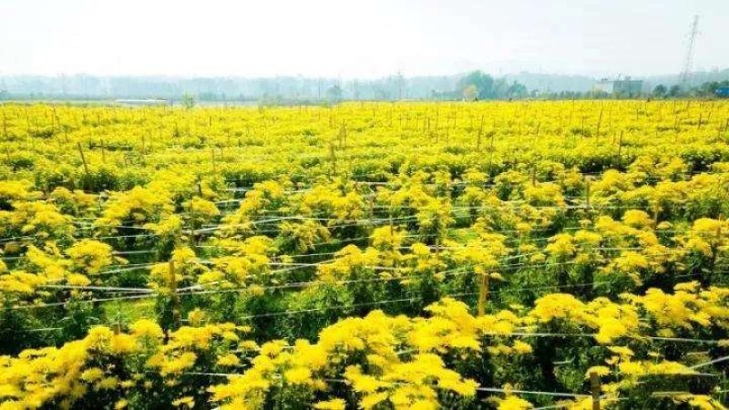 金丝皇菊（成奇生物）