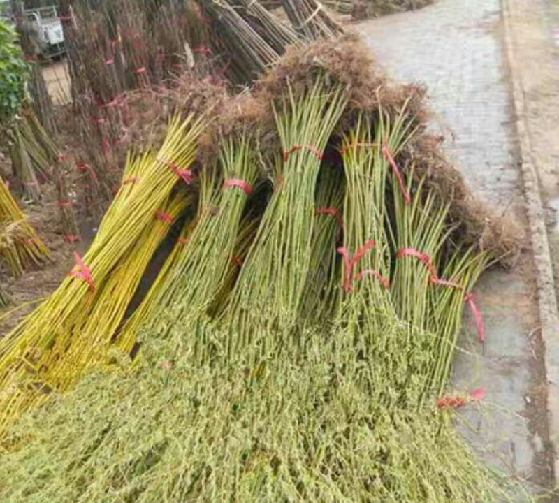 垂柳苗金丝垂柳80-120公分高小苗不分粗细包成活