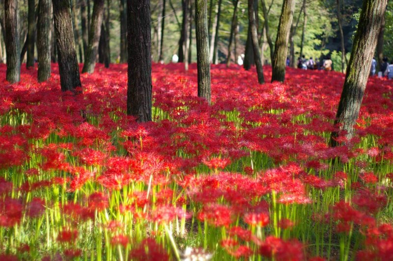 出口级彼岸花曼珠沙华红花石蒜基地直发非野生