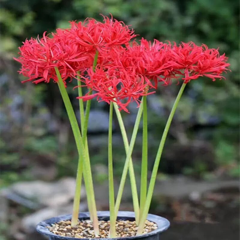 出口级彼岸花曼珠沙华红花石蒜基地直发非野生