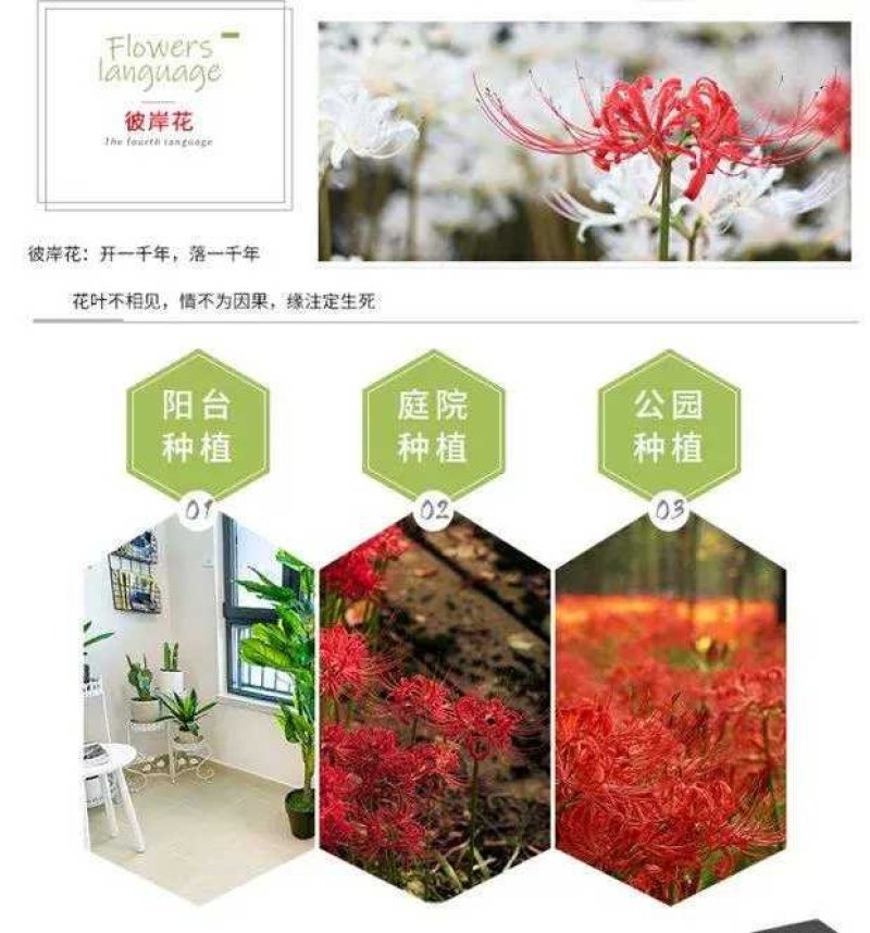 出口级彼岸花曼珠沙华红花石蒜基地直发非野生