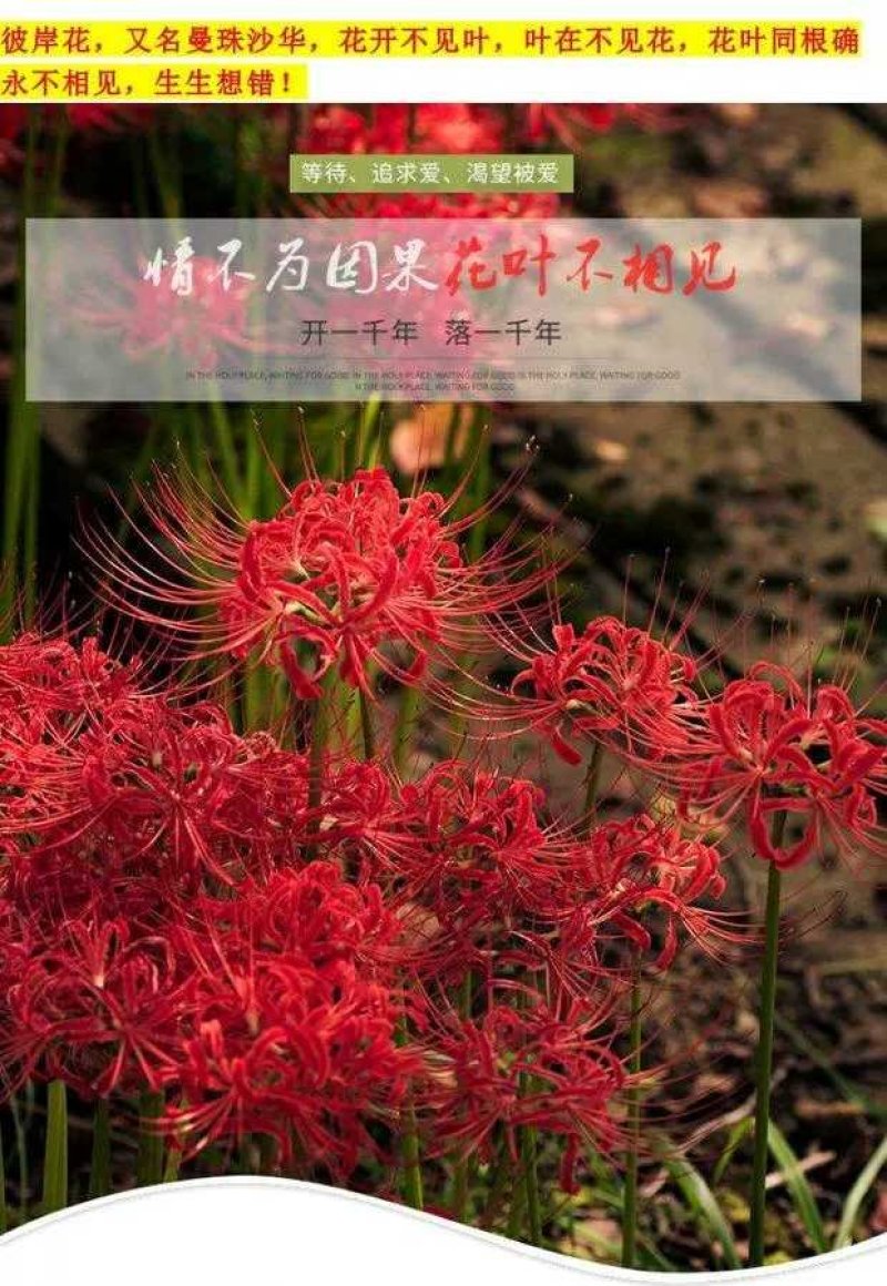 出口级彼岸花曼珠沙华红花石蒜基地直发非野生