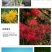 出口级彼岸花曼珠沙华红花石蒜基地直发非野生
