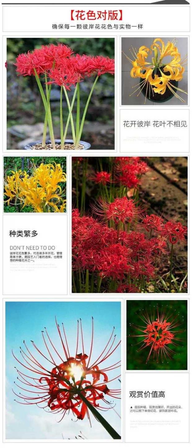 出口级彼岸花曼珠沙华红花石蒜基地直发非野生