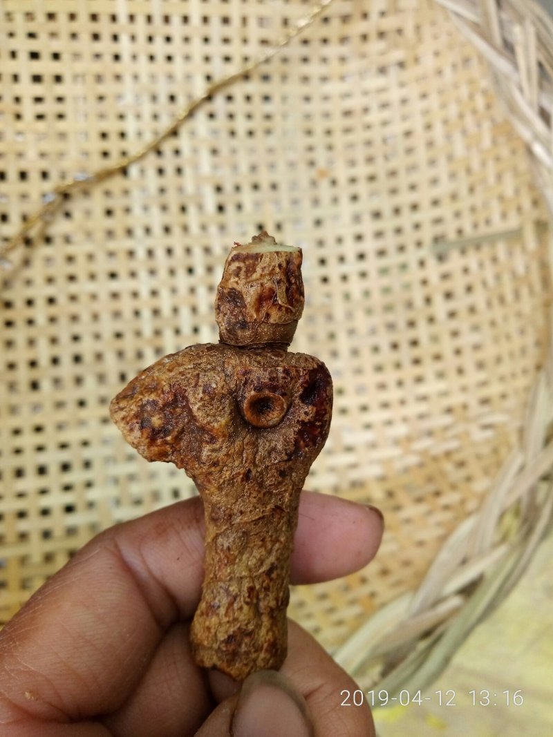 九蒸九晒熟黄精，泰山山脉野生甜黄精
