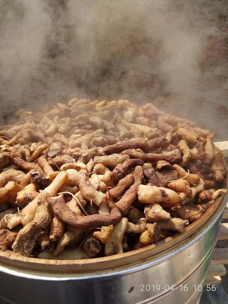 九蒸九晒熟黄精，泰山山脉野生甜黄精