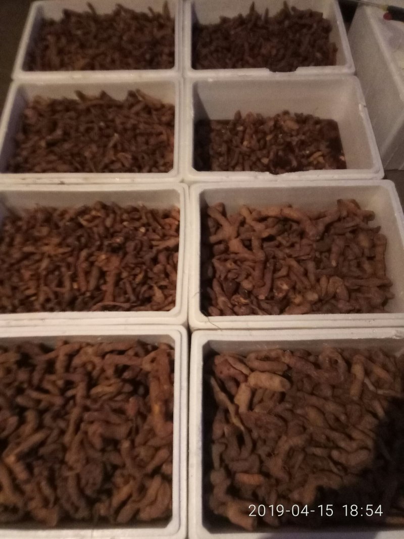 九蒸九晒熟黄精，泰山山脉野生甜黄精