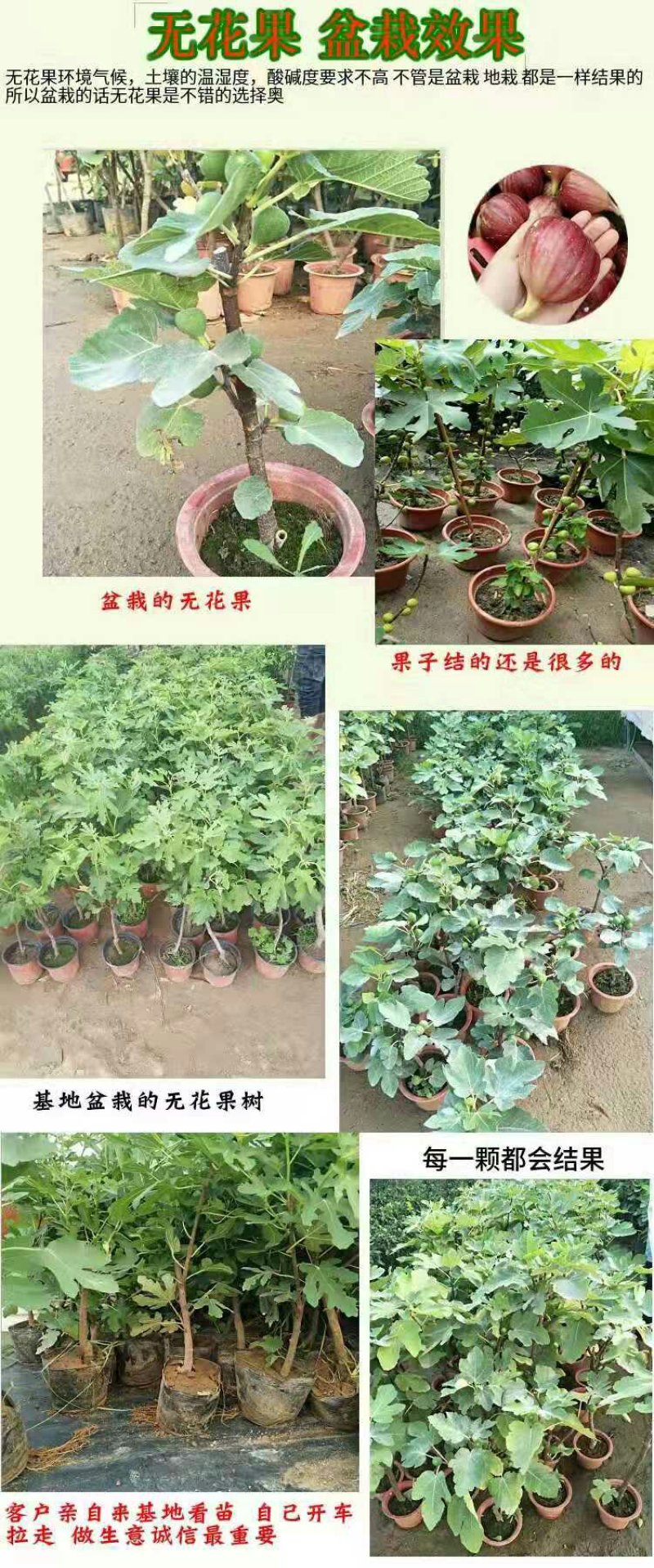 波姬红无花果包成活包技术死苗补发南北方地栽盆栽