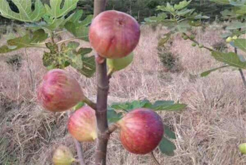 波姬红无花果包成活包技术死苗补发南北方地栽盆栽