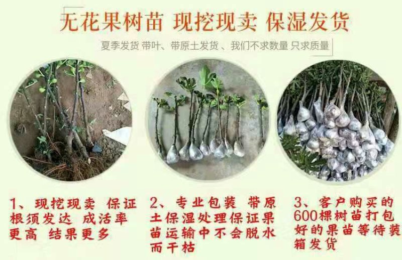 波姬红无花果包成活包技术死苗补发南北方地栽盆栽