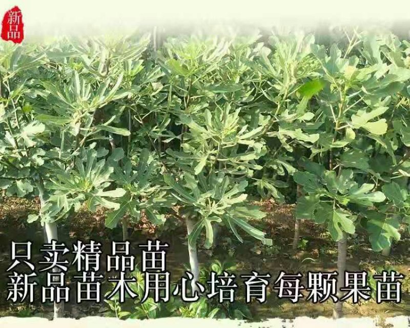 波姬红无花果包成活包技术死苗补发南北方地栽盆栽
