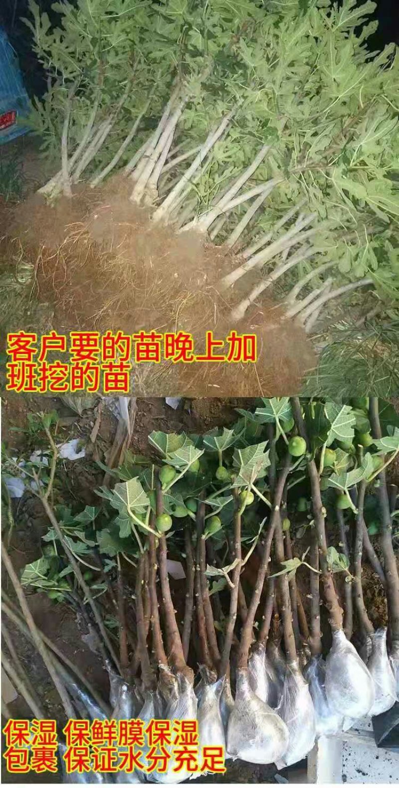 波姬红无花果包成活包技术死苗补发南北方地栽盆栽