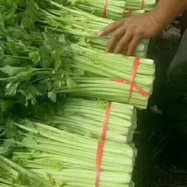 西芹，毛芹