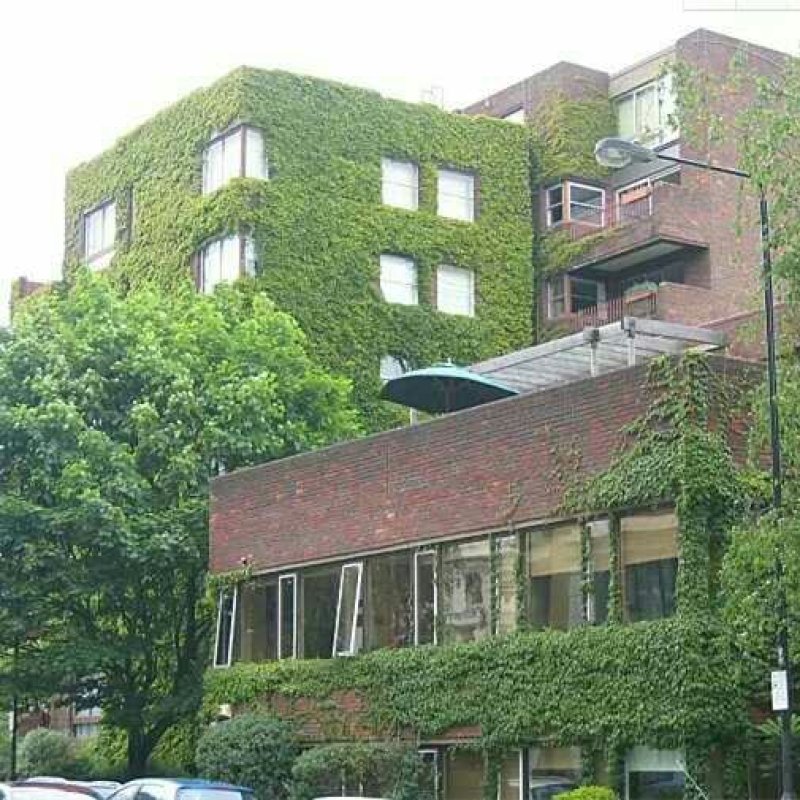 爬山虎苗爬藤小苗包成活包技术死苗补发