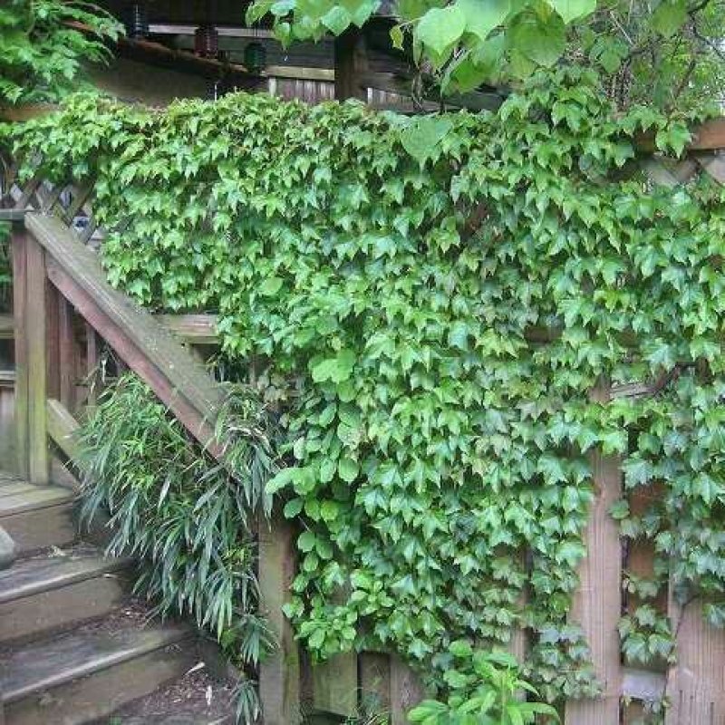 爬山虎苗爬藤小苗包成活包技术死苗补发