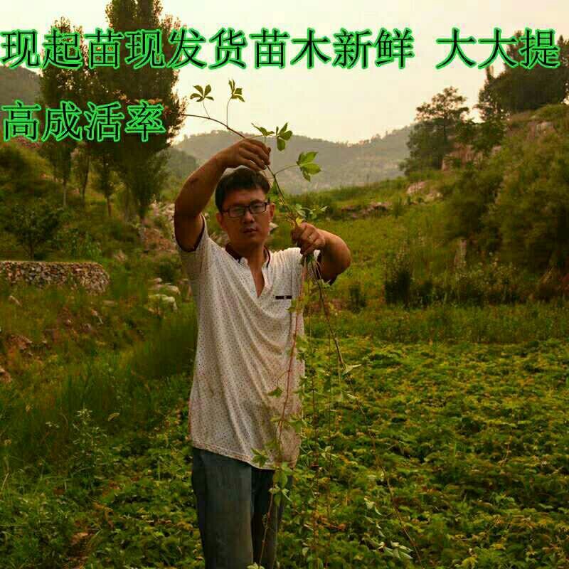 爬山虎苗爬藤小苗包成活包技术死苗补发