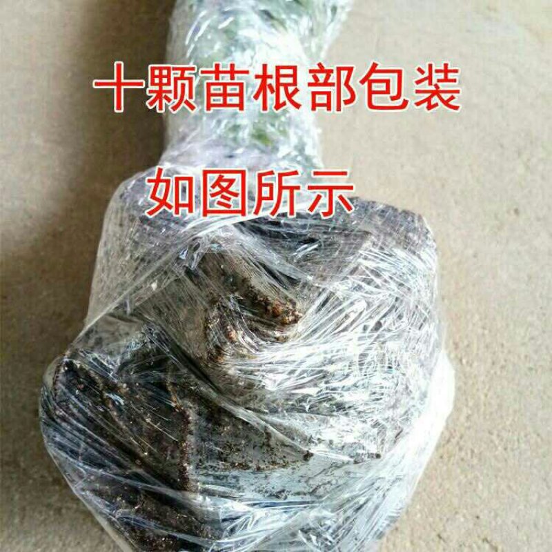 爬山虎苗爬藤小苗包成活包技术死苗补发