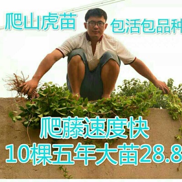 爬山虎苗爬藤小苗包成活包技术死苗补发