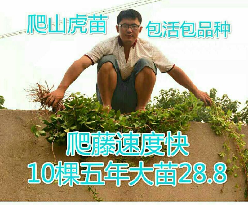 爬山虎苗爬藤小苗包成活包技术死苗补发