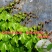 爬山虎苗爬藤小苗包成活包技术死苗补发