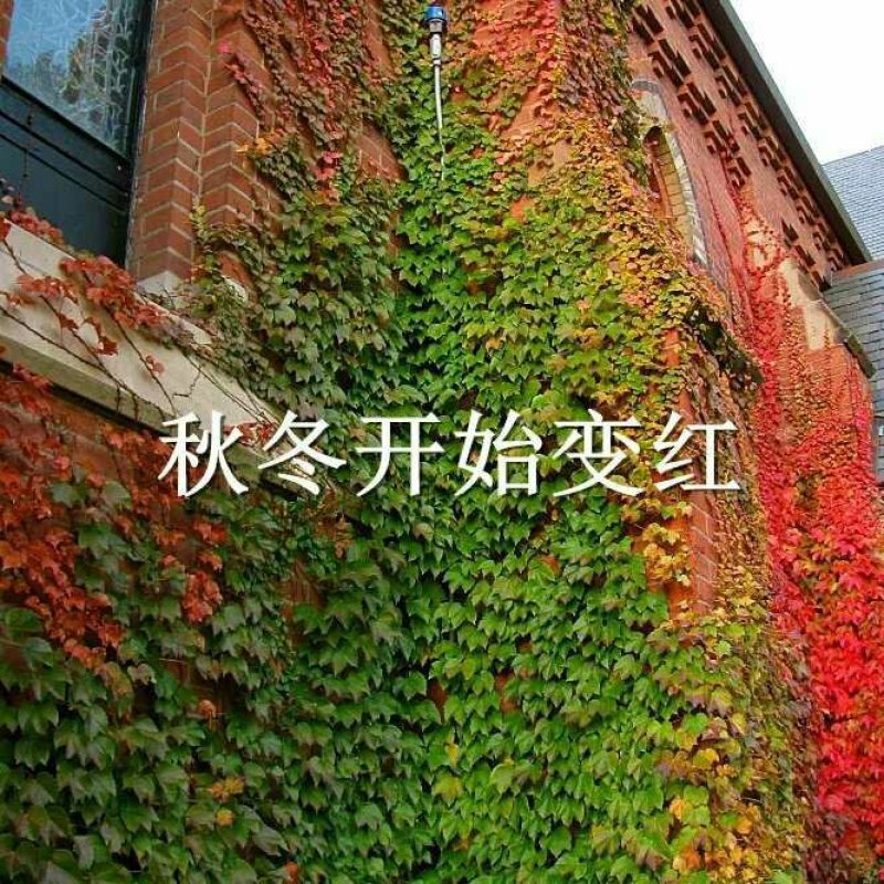 爬山虎苗爬藤小苗包成活包技术死苗补发