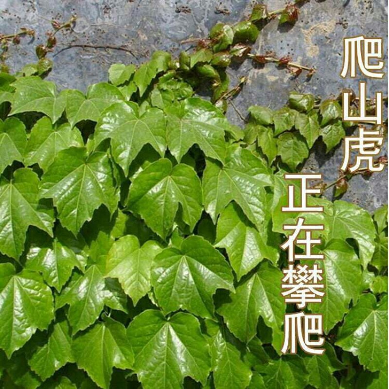 爬山虎苗爬藤小苗包成活包技术死苗补发