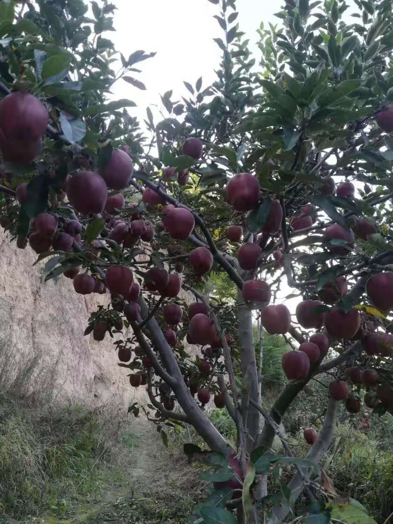 甘肃天水花牛苹果大量供应产地直销