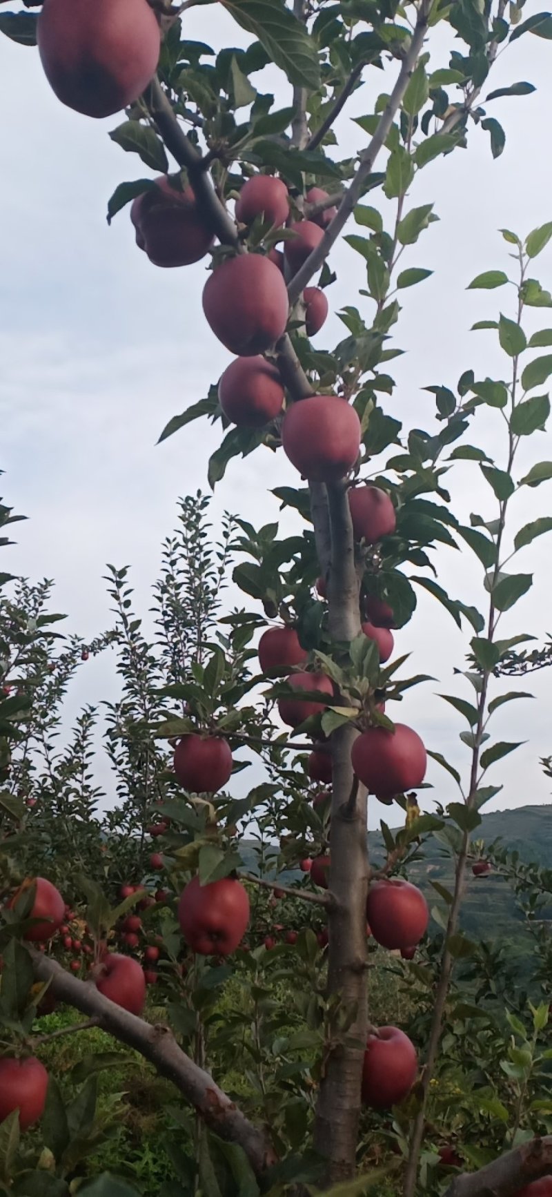 甘肃天水花牛苹果大量供应产地直销