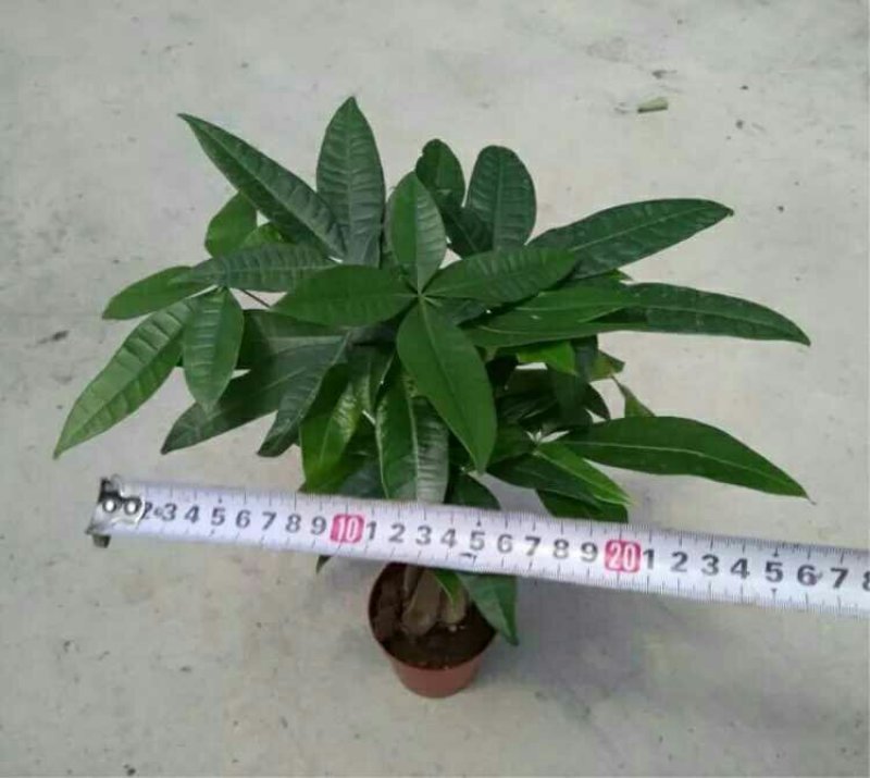 五编发财树辫子发财树18元一盆