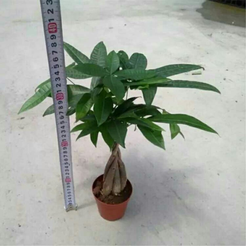 五编发财树辫子发财树18元一盆