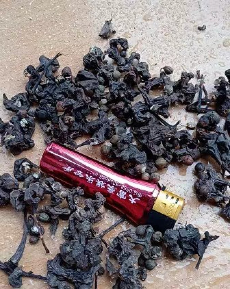 拐枣七枳椇子茶枳棋子金钩子万寿果农家初选