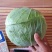 精品墨玉小平包个头二三斤叶青根平，无虫眼老化