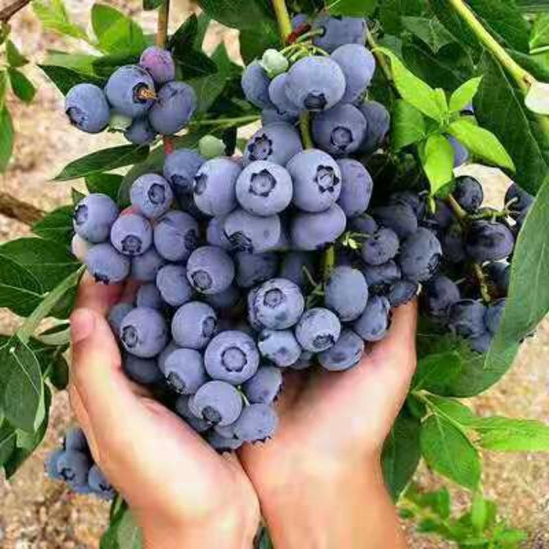 蓝莓苗当年结果营养杯发货量大有货