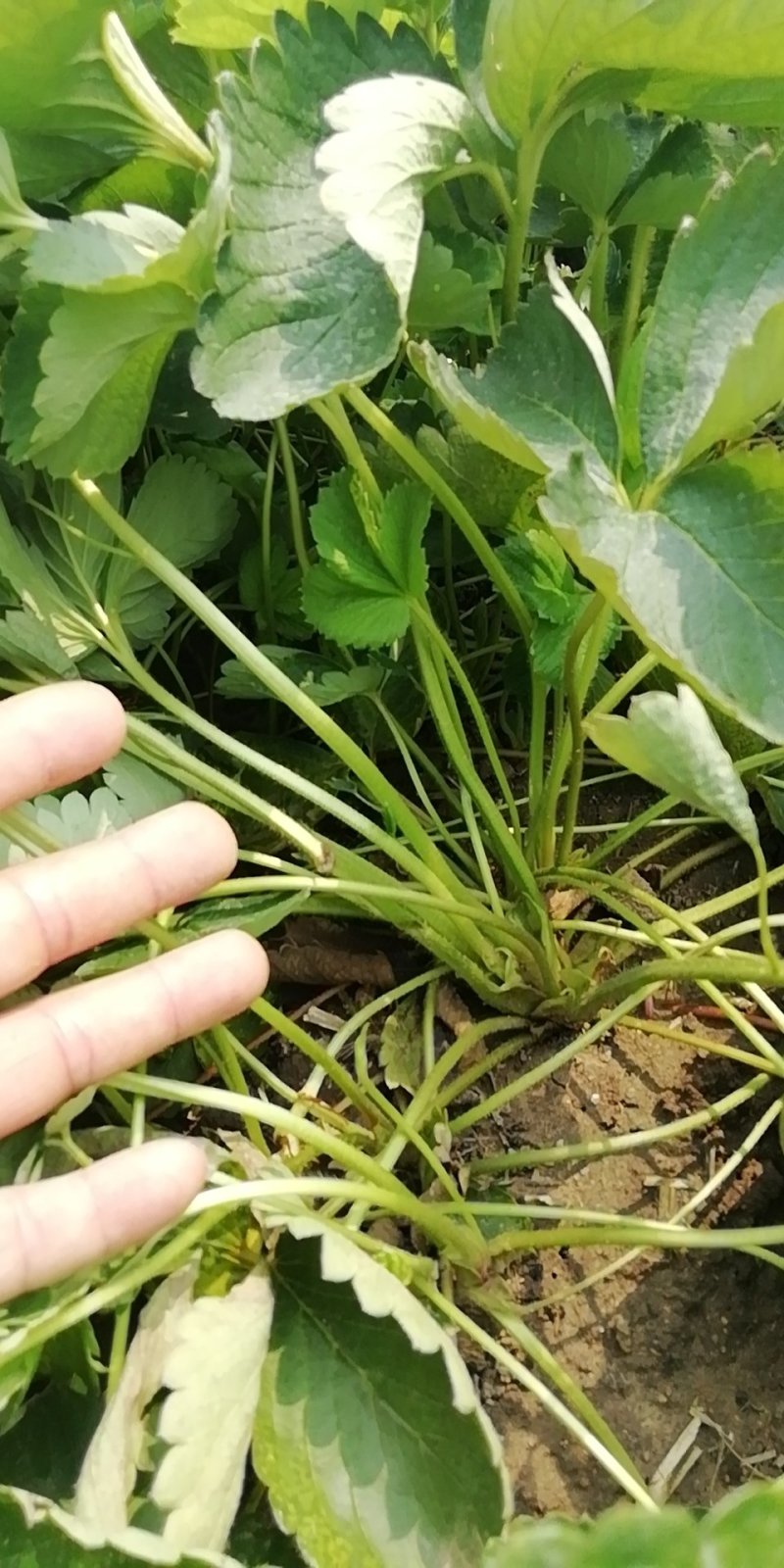 草莓苗:章姬牛奶草莓苗。隋珠，宁玉，红颜，粉玉二号草莓苗