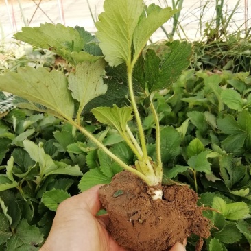 草莓苗:章姬牛奶草莓苗。隋珠，宁玉，红颜，粉玉二号草莓苗