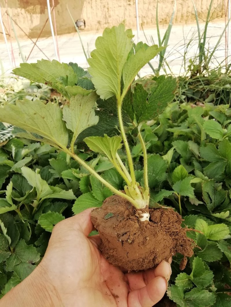 草莓苗:章姬牛奶草莓苗。隋珠，宁玉，红颜，粉玉二号草莓苗